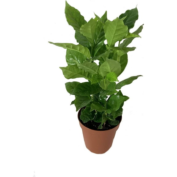 Coffee Plant - Live Plant in a 4 Inch Pot - Coffea Arabica - Beautiful Easy Care Indoor Houseplant