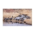 thumbnail image 2 of Dakota Decoy Signature Series Full Body Fully Flocked Upright Canada Goose Decoy 6PK with Bags, 2 of 2