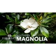 thumbnail image 3 of Southern Magnolia Grandiflora  20 Live Trees  Beautiful Evergreen Specimen Plant Fragrant Blooms, 3 of 9