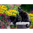 thumbnail image 2 of SUNSOUT INC - Black Beauties - 1000 pc Jigsaw Puzzle by Artist: Lucie Bilodeau - Finished Size 18" x 24" - MPN# 59140, 2 of 5