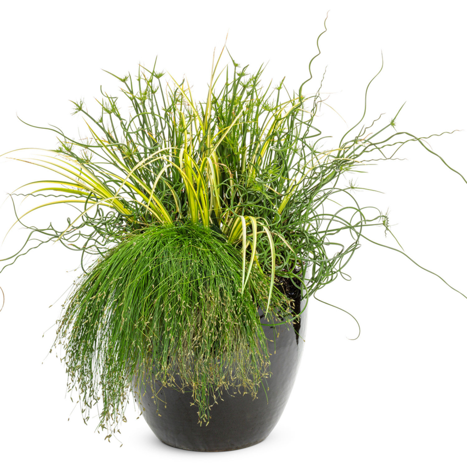 Proven Winners 5" Graceful Grasses Curly Wurly Corkscrew Rush Live Plant in 4.5" Pot