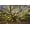 Unframed, variant on Art.com USA, South Carolina, Charleston, Angel Oak Photographic Print by Hollice Looney, 24" x 16"