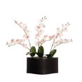 thumbnail image 1 of Vickerman White Orchids in Black Ceramic Pot, 1 of 1