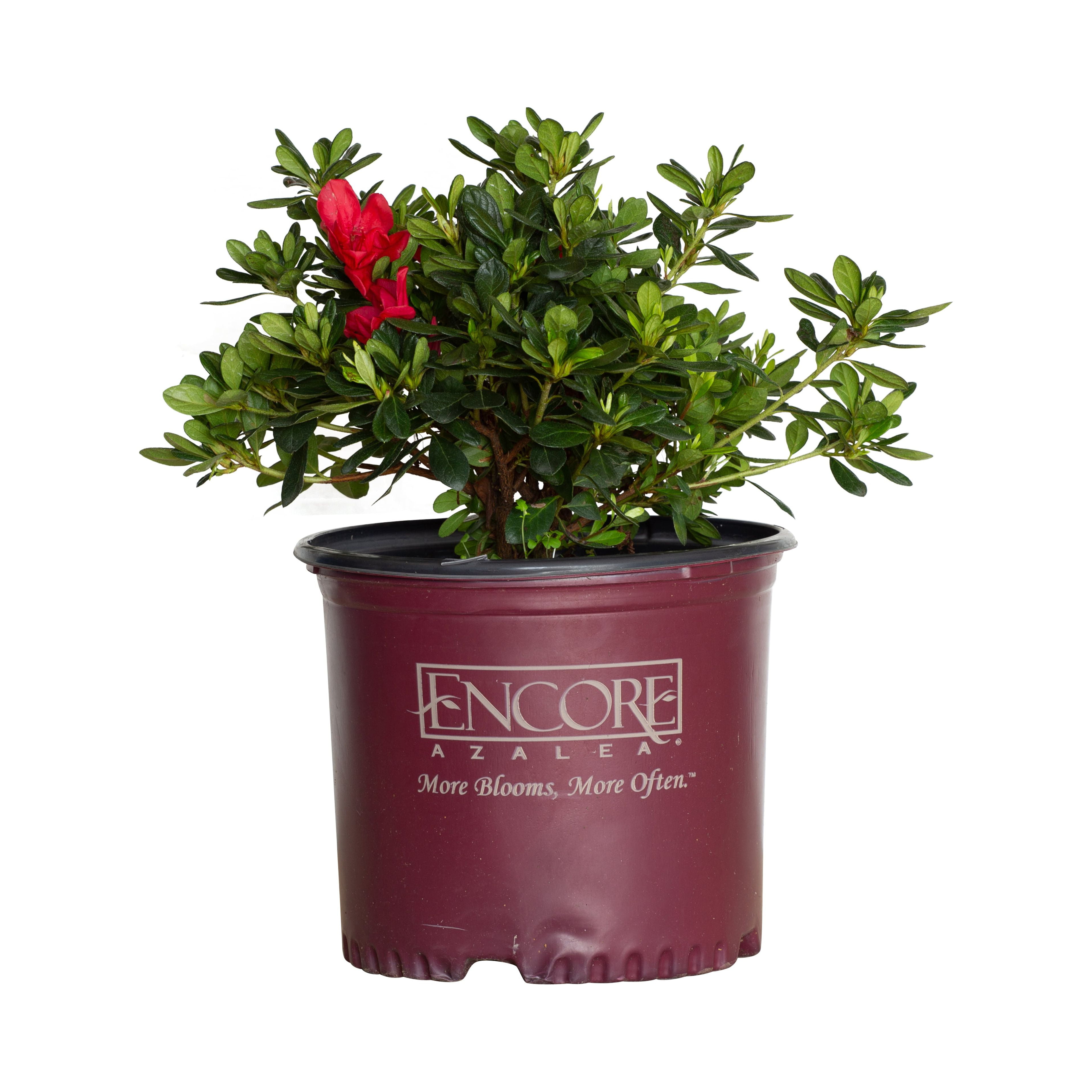 Encore Azalea Autumn Bonfire Live Shrub in 3-Gallon Grower Pot