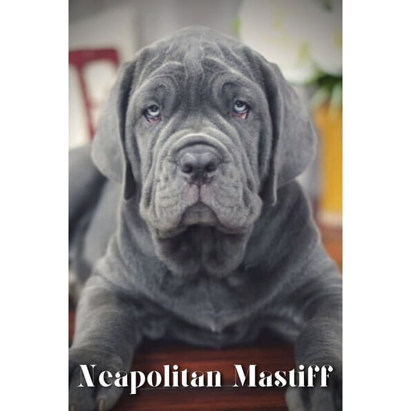 Neapolitan Mastiff : Dog breed overview and guide (Paperback)