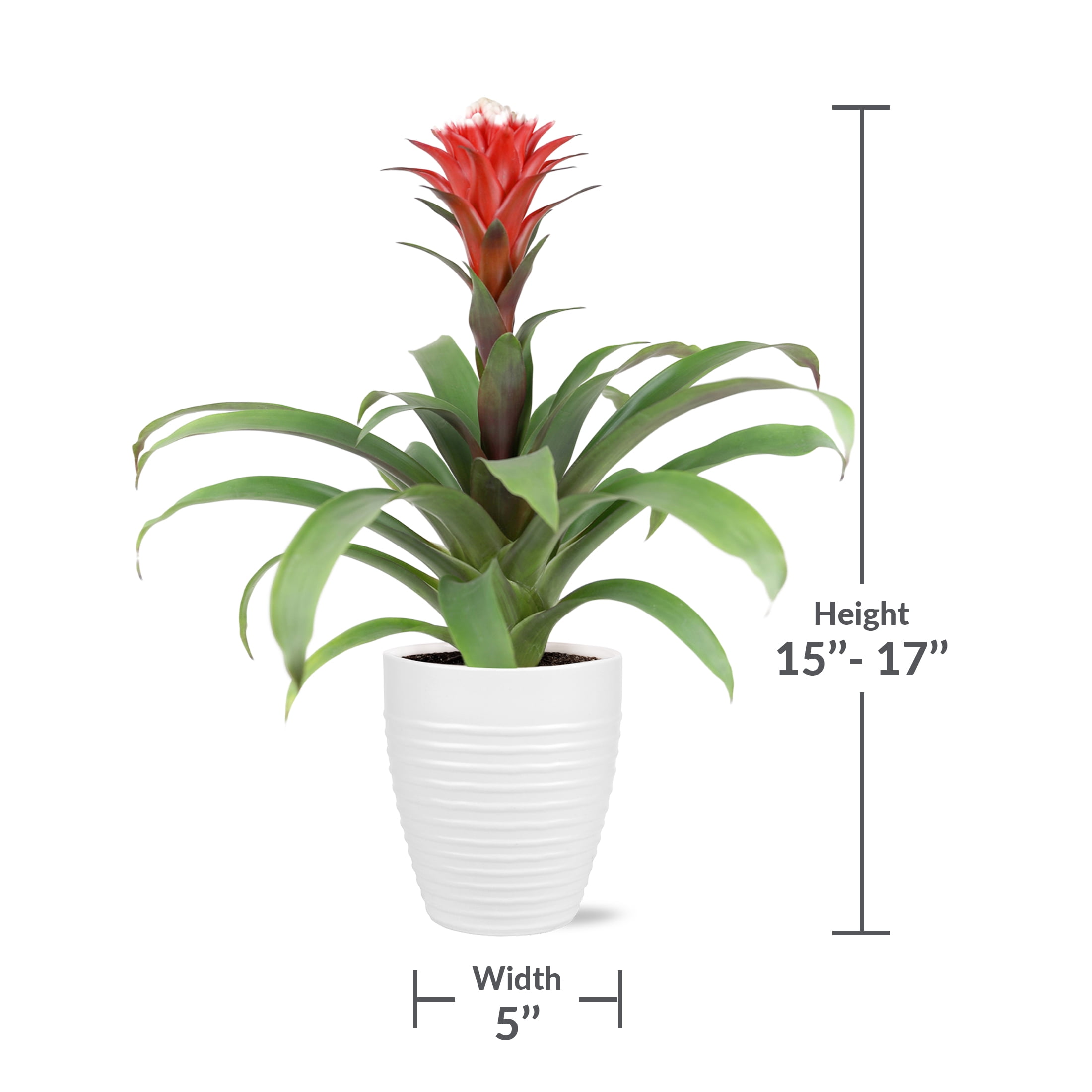 Wild Interiors 14" Tall Bromeliad Live Plant in 5" Decorative Fiber Clay Pot
