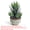 B, variant on Rare Clump Haworthia, Variegated White Spots, Succulent Plant for Indoor Decoration