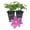 2 Plants, variant on Clematis Abilene - Live Starter Plant in a 2 Inch Growers Pot - Starter Plants Ready for The Garden - Bold and Beautiful Pink Flowering Vine