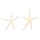 thumbnail image 3 of KAKOWELY 2 piezas de estrellas de mar naturales para decoración, accesorio creativo para boda, decoración artesanal de estrellas de mar, 3 of 5