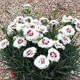 thumbnail image 6 of Better Homes & Gardens 1 Quart Multicolor Dianthus Perennial Outdoor Full Sun Live Plants, 6 of 6