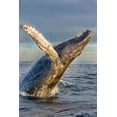 thumbnail image 4 of Humpback Whale Breaching (1000 Piece Puzzle, Size 19x27, Challenging Jigsaw Puzzle for Adults and Family, Made in USA), 4 of 4