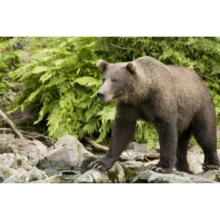 Adult Brown Bear Standing On The Rocky Shore Of Big River Lakes In Southcentral Alaska During Summer Canvas Art - Jim Kohl  Design Pics (17 x