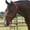 Red, variant on Equissential Rope Halter with 8ft Attach