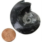 Goniatite - 2 inch Real Fossil