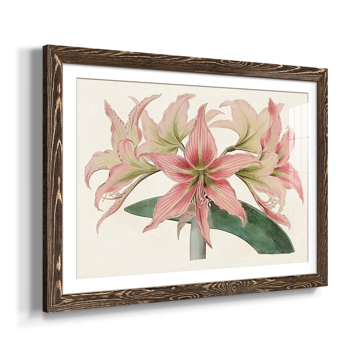 Amaryllis Varietals I-Premium Framed Print - Ready to Hang