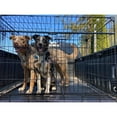 thumbnail image 4 of Lucky Dog Whisper Glide 48 Inch Sliding Double Door Dog Crate, 4 of 8