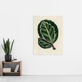 thumbnail image 4 of Vintage Botanical Maranta Calathea Leaves Fawcett Huge Wall Art Poster Print, 4 of 4