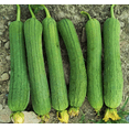 thumbnail image 4 of TomorrowSeeds - Tri Leaf Smooth Luffa Gourd Seeds - 30+ Count - For 2026 Planting Smooth Medium Wide, 4 of 9