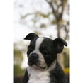thumbnail image 3 of SLEEPY BOSTON TERRIER PUPPY STATUE SITTING, 3 of 8