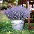thumbnail image 3 of Morttic 8 Bundles Artificial Lavender Fake Flowers, Outdoor UV Resistant Faux Plants Plastic Greenery for Wedding Bouquets, Farmhouse Outside Patio Home Decor (Purple), 3 of 7