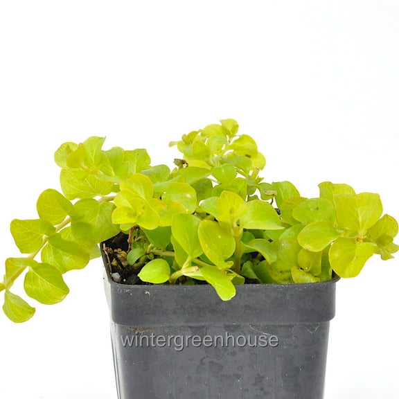 Lysimachia Creeping Jenny, Goldilocks, Moneywort - Pot Size: 3in (2.6x3.5in) - Shade Plants