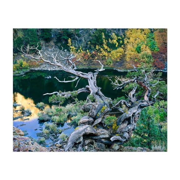 Juniper - Photography Nature Autumn Landscape Forest Lake Scenic Wilderness Unframed Wall Art Print 6 x 8 inches