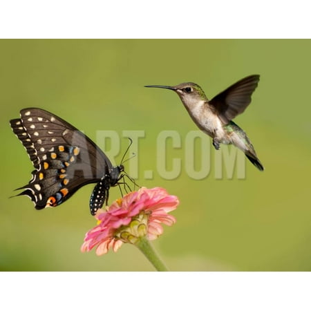 Black Swallowtail Butterfly Feeding On Pink Flower With A Hummingbird Hovering Next To It Print Wall Art By Sari