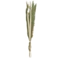 thumbnail image 6 of 60" Handmade Tall Assorted Bouquet Dried Plant Natural Foliage Pampas Grass Bouquet with Palm Leaf Accents, by DecMode, 6 of 7
