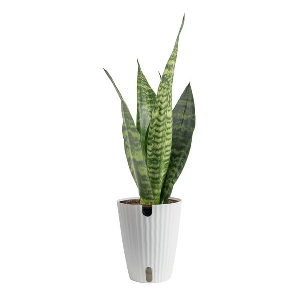 Costa Farms 12" Snake Plant Zeylanica Live House Plants in 5" Self-Watering Planter