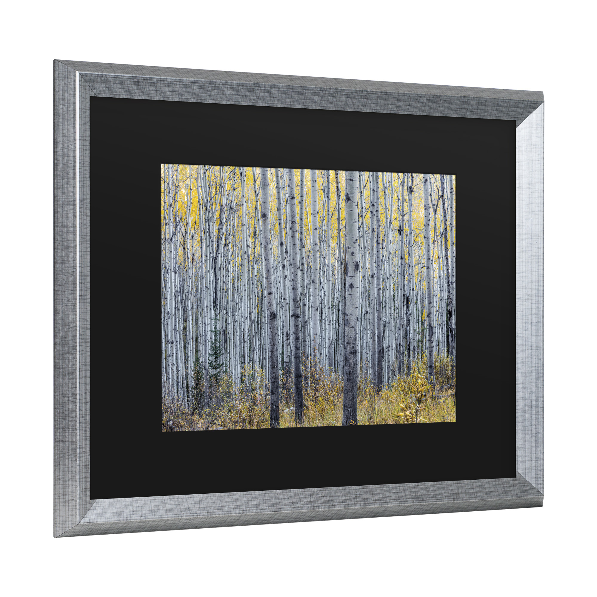 Trademark Fine Art 'Forest of Aspen Trees' Canvas Art by Pierre Leclerc