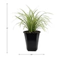 thumbnail image 7 of Expert Gardener Outdoor Live Plant Liriope Lily Turf Variegata Green Grass 2QT, Partial Shade, 7 of 7