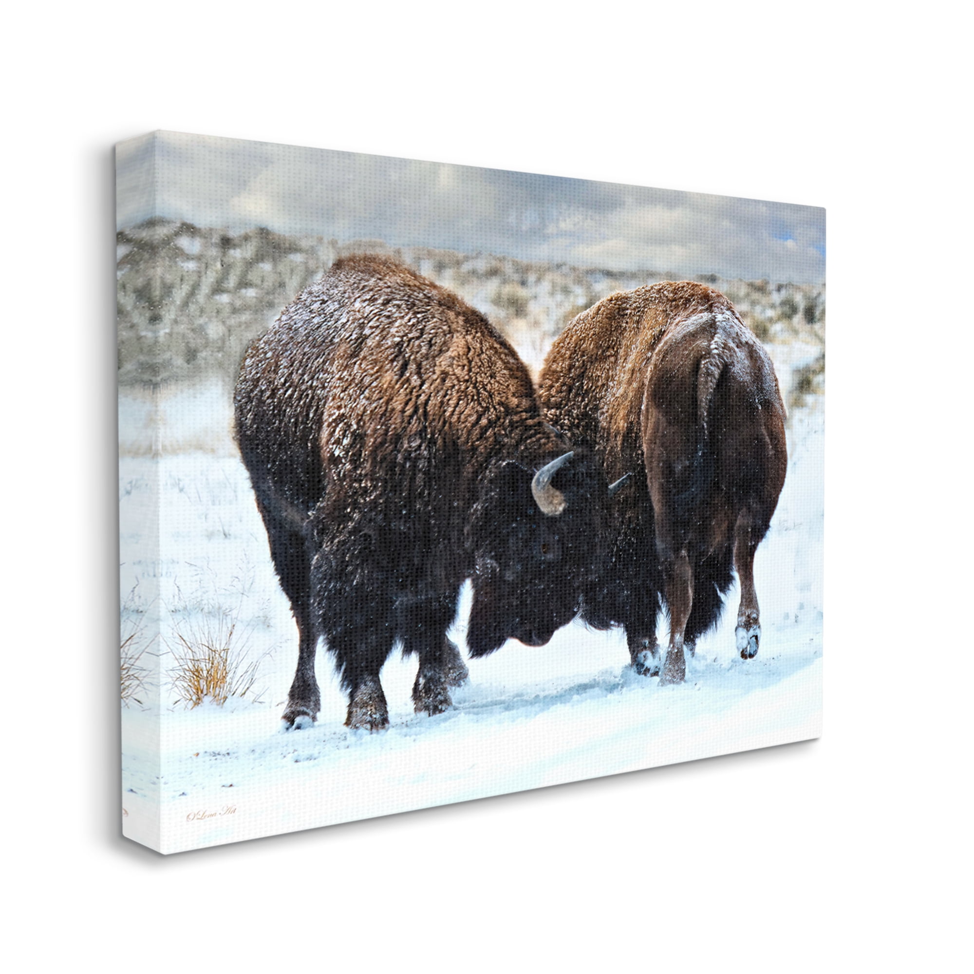 Stupell Industries Fighting Bison Snow Scene Animals & Insects Photography Gallery Wrapped Canvas Print Wall Art, 30 x 24