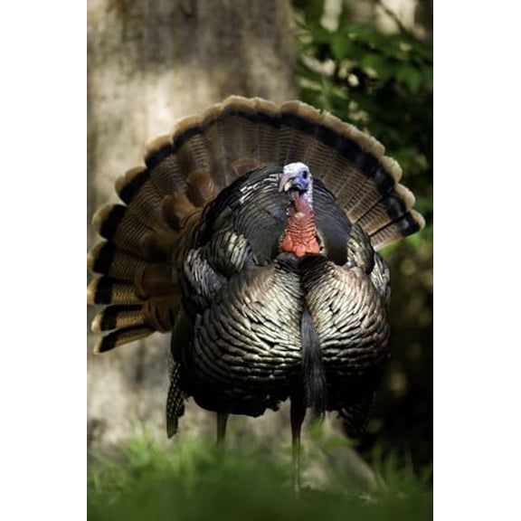 wooden puzzle Turkey Close - up Intelligent Game Fit togather a magic Art for home Decoration or Prensent 500 pieces