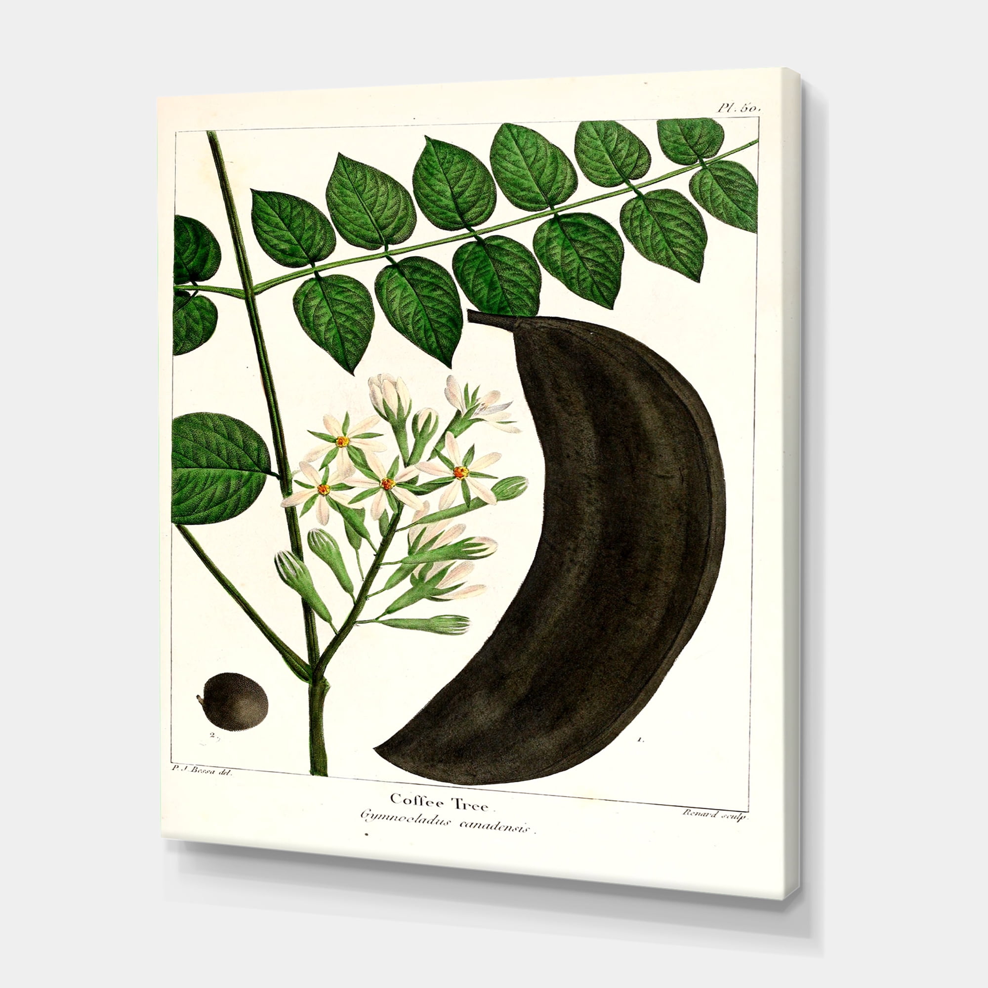 Designart ' Ancient Plant Life IX ' Traditional Canvas Wall Art Print