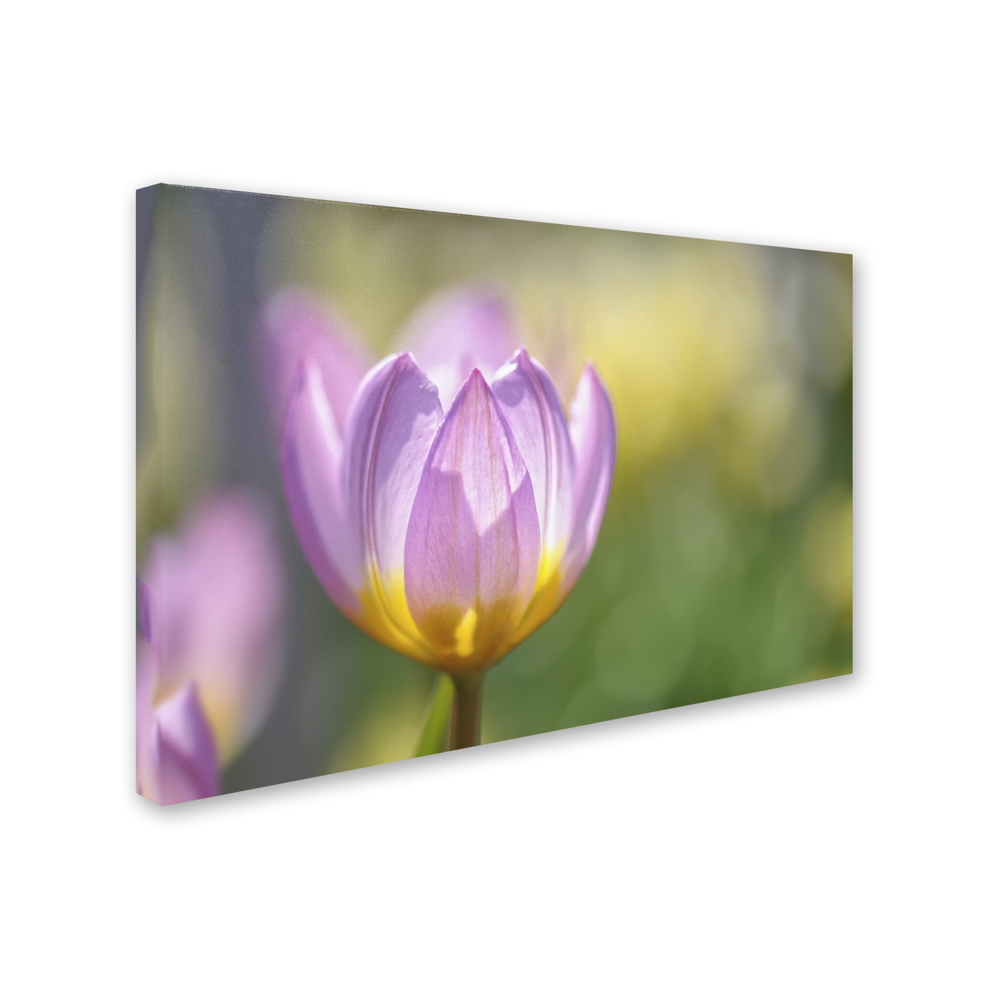 Trademark Fine Art 'Tulip ?Lilac Wonder'' Canvas Art by Cora Niele