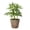 Coffee, variant on Live Schefflera Arboricola Plant, Umbrella Tree, Air Purifying 4 inch Diameter Live Plant Grown in USA