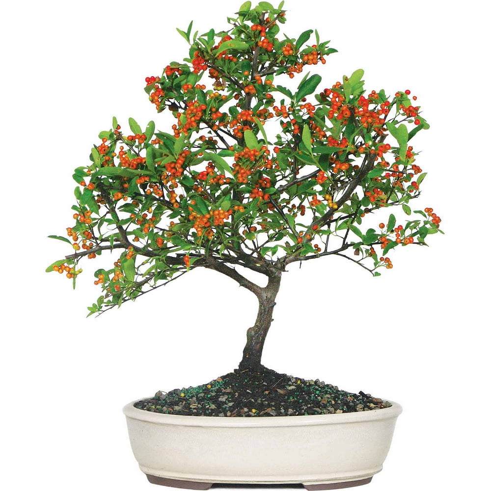 Brussel's Dwarf Pyracantha Bonsai Medium (Outdoor)