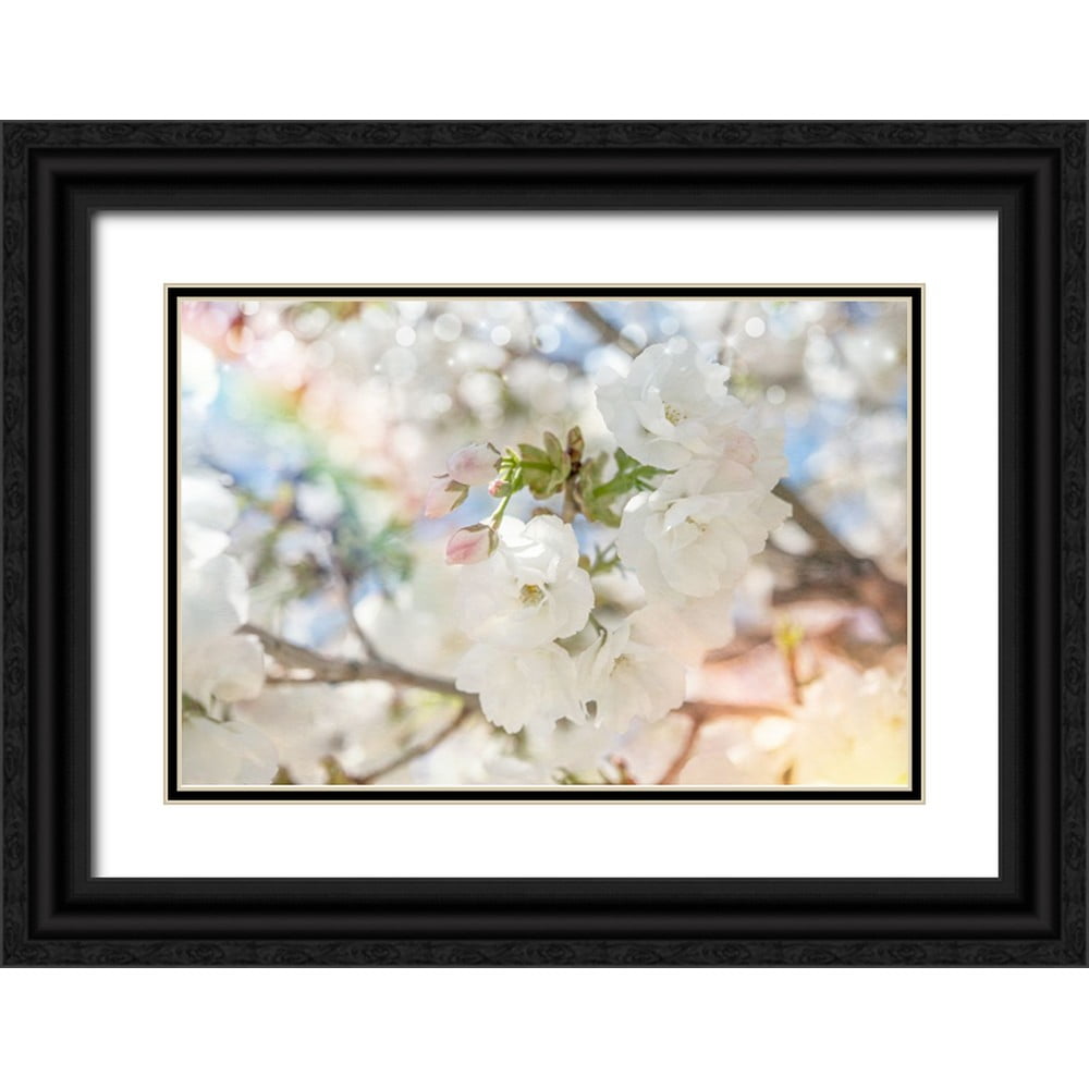 LightBoxJournal 32x23 Black Ornate Wood Framed with Double Matting Museum Art Print Titled - White Spring Blossoms 03