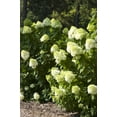 thumbnail image 3 of First Editions 2 gal Hydrangea Vanilla Strawberry Live Shrubs, 3 of 6