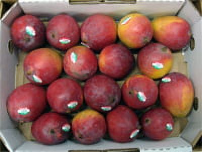 Mangoes, per Pound