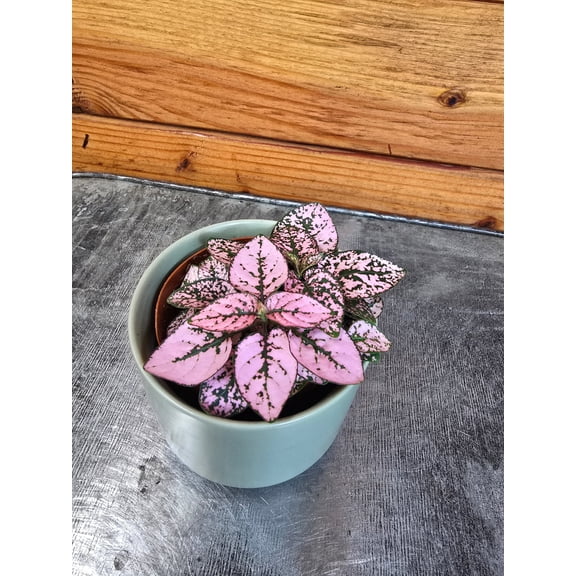 Hypoestes Polka Dot Plant Pink Splash, 2" Plant, The Plant Farm
