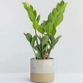 thumbnail image 2 of Zamioculcas Zamiifolia ZZ Live Plant for Indoor | Different Houseplants in 4'' & 6'' Pot | Real House Plant for Living Room, Office, Desk & Bathroom |, 2 of 6