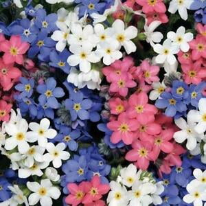 

Forget Me Nots MIXED COLORS Perennial Early Blooms Pollinators Non-GMO 200 Seeds