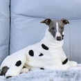 thumbnail image 5 of HQREA Winter Dog Coats Fashion Thick Warm Fluffy Fleece Onesie Outfit for Italian Greyhound, 5 of 6