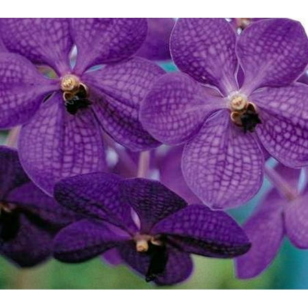  Strap Leaf Vanda Orchid  Hawaiian Starter Plant 4 6 