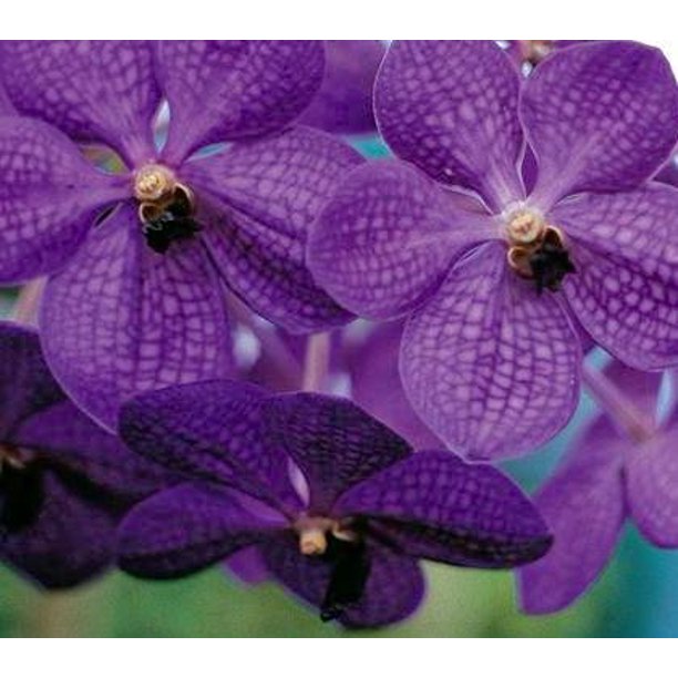 Strap Leaf Vanda Orchid Hawaiian Starter Plant 4 6 Inches tall in 2.5