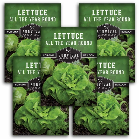 5 Packs All The Year Round Lettuce Seeds - Salad Greens - Non-GMO Heirloom Annual Full Sun