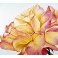 thumbnail image 2 of Poelstra-Holzhaus, Yvonne 16x15 White Modern Wood Framed Museum Art Print Titled - Beautiful rose, 2 of 4