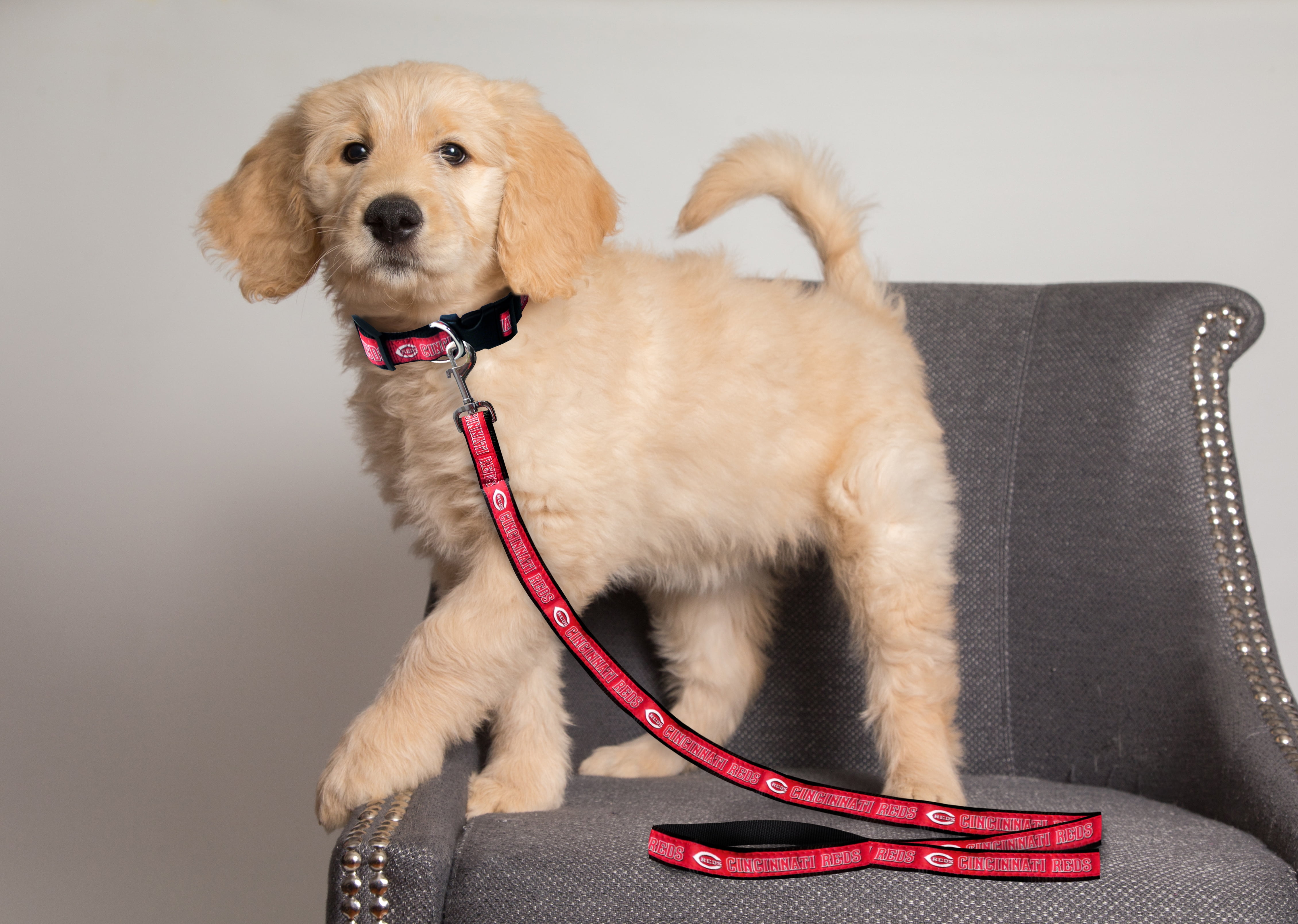 Pets First MLB Cincinnati Reds Cats and Dogs Durable Pet Leash, Medium