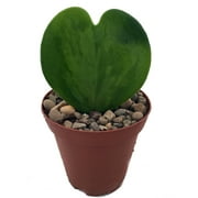 Amazing Sweetheart Waxplant - Hoya kerri - Easy to Grow House Plant - 2" Pot